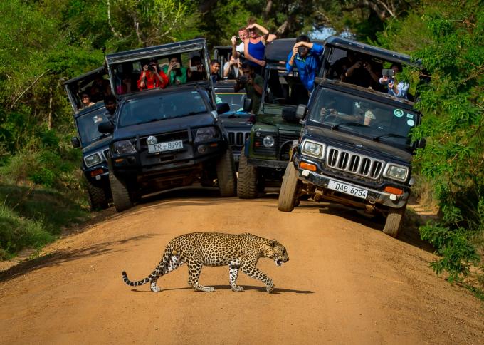 Safari w Parku Narodowym Yala 