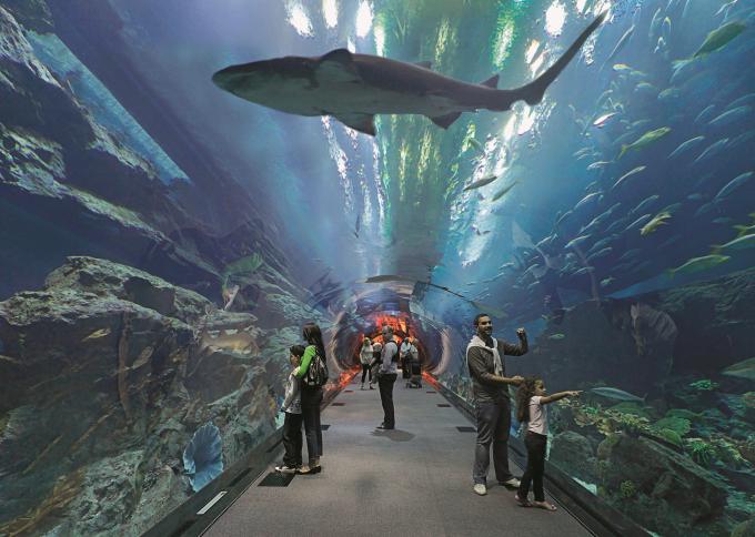 W dubajskim akwarium