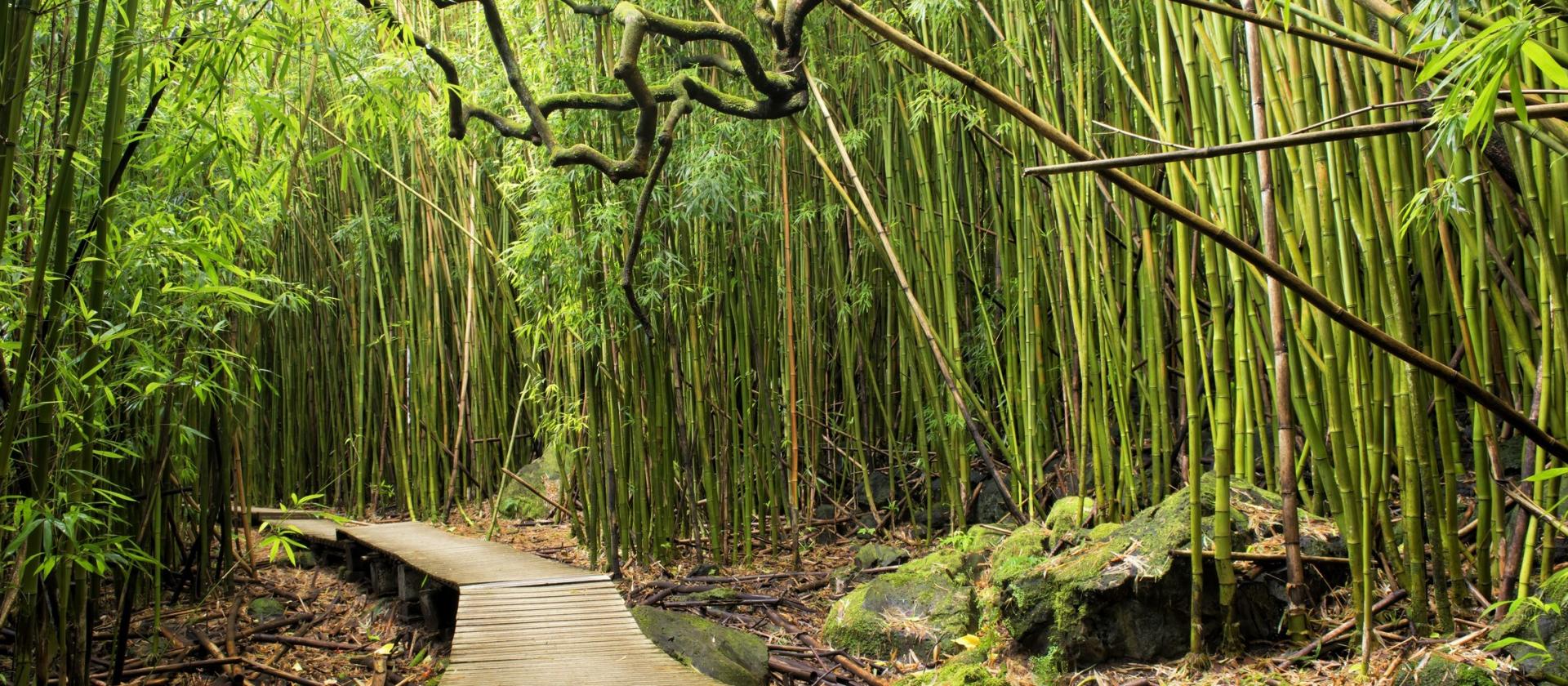 Las bambusowy, Maui