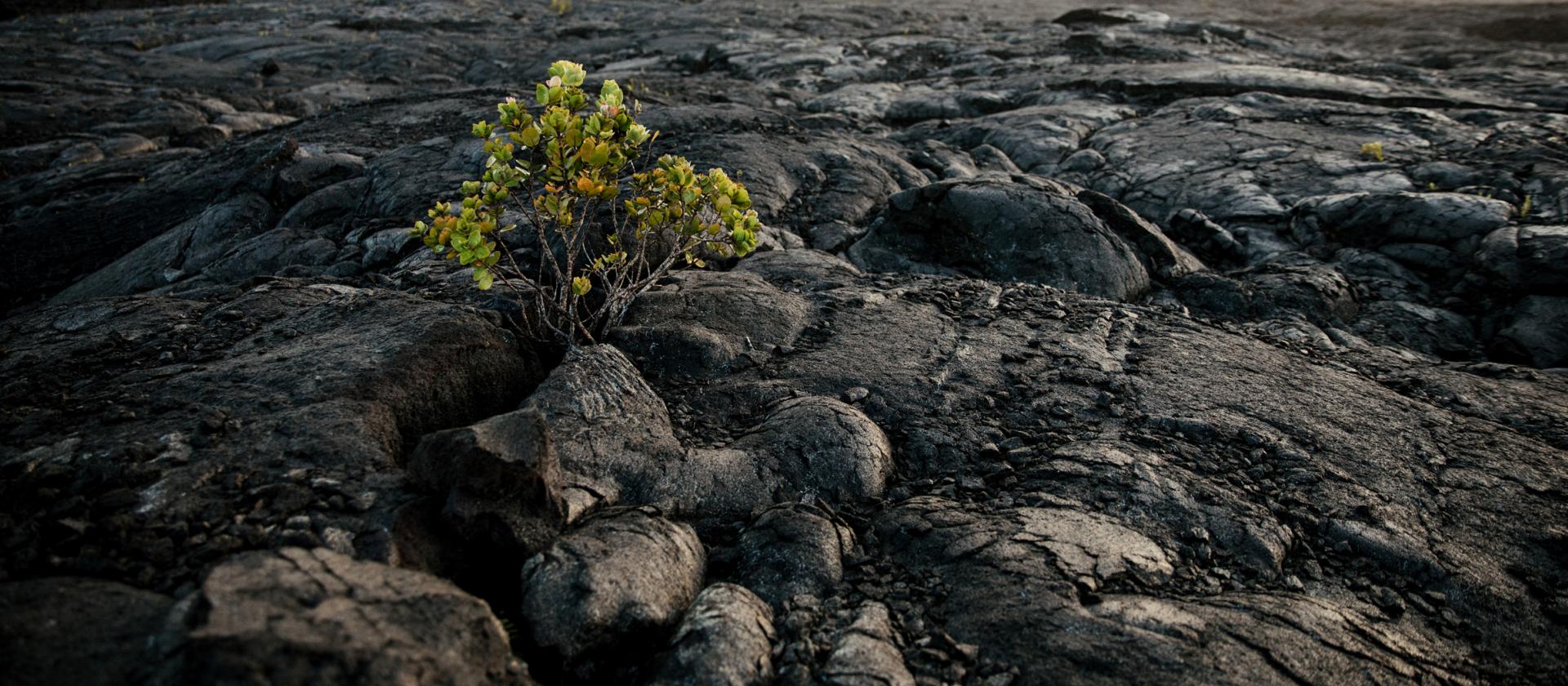 Park Narodowy Wulkanów (Volcanoes National Park)