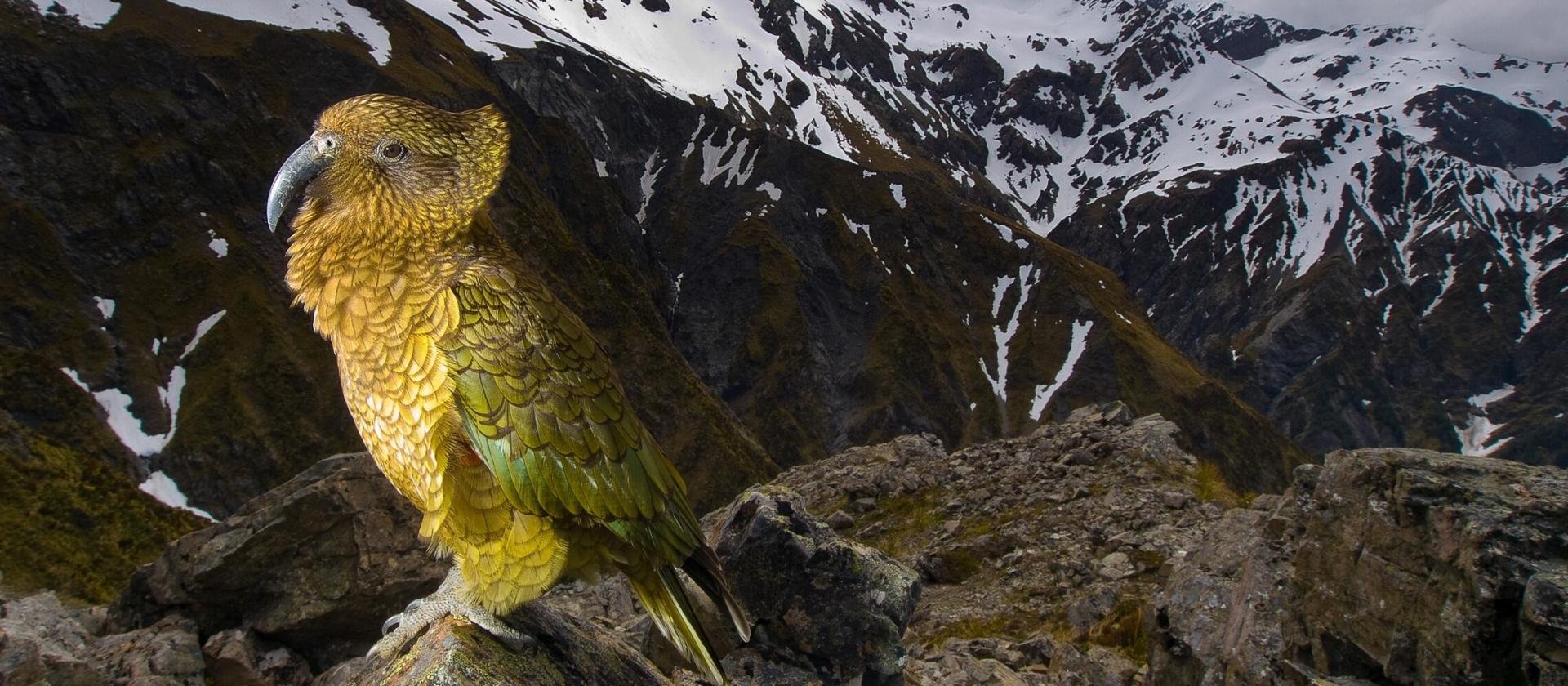 Fiordland