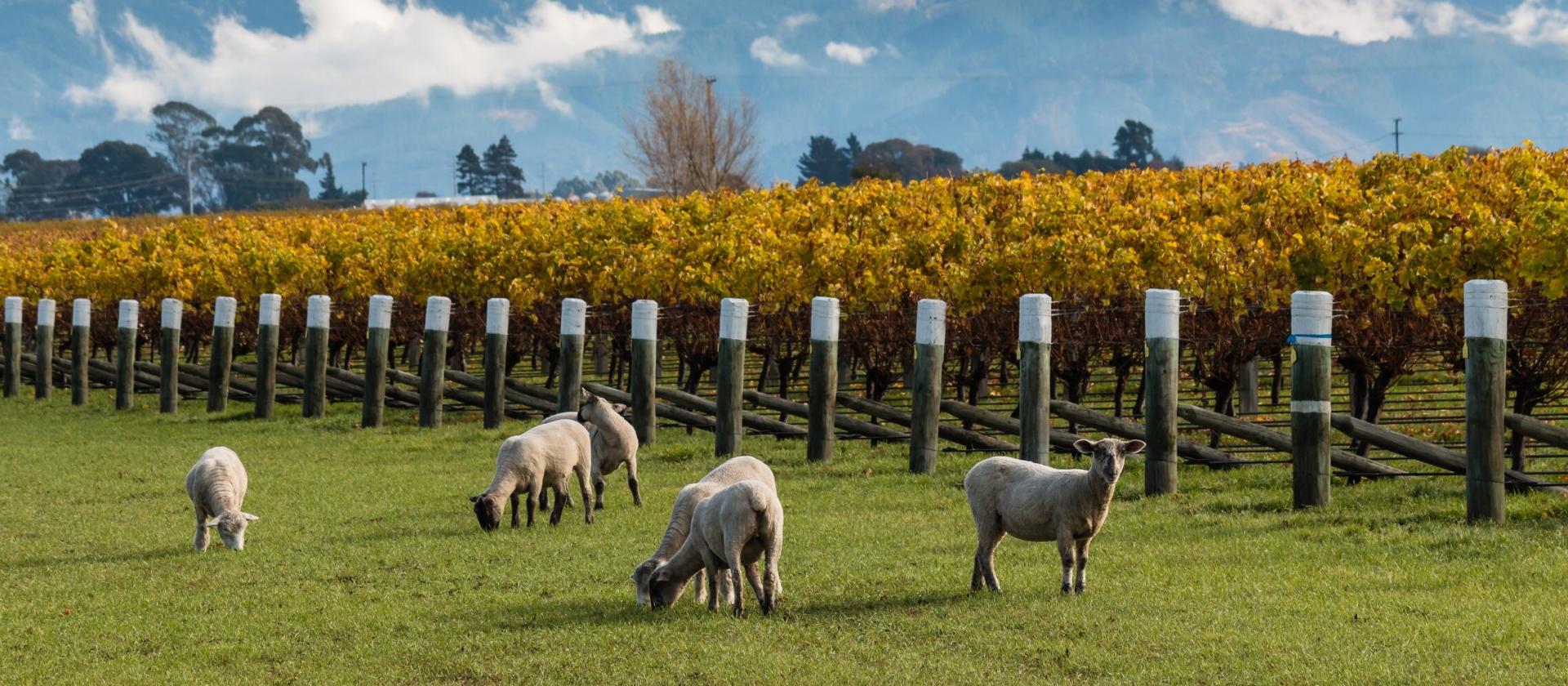 Marlborough