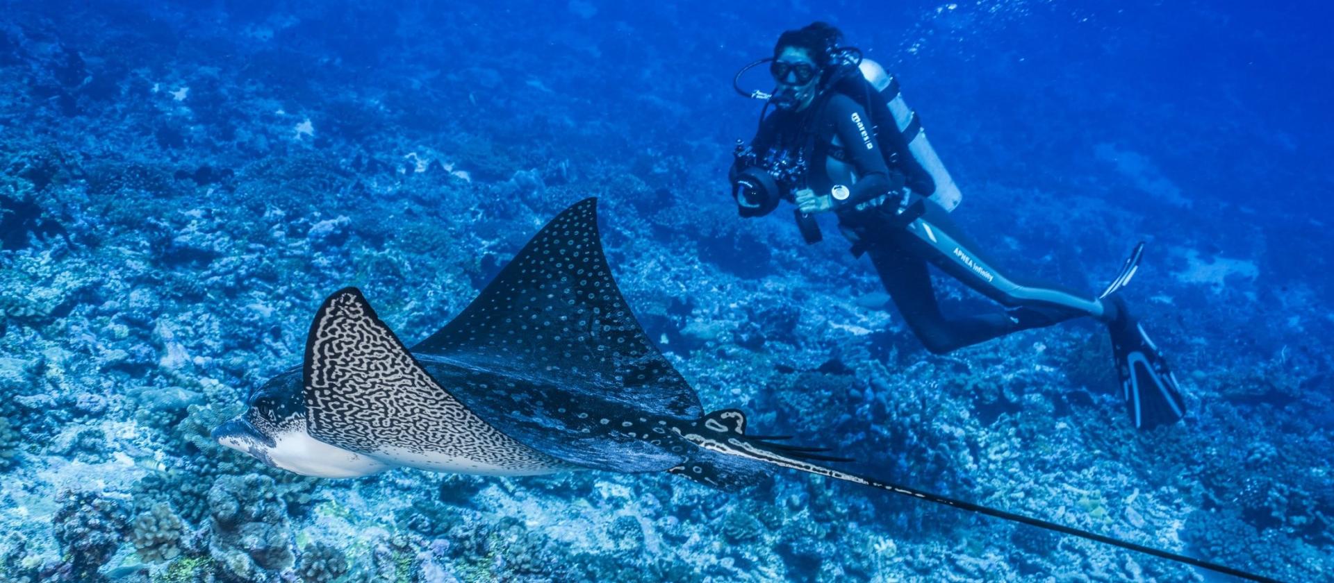 Pływanie z mantami w pobliżu Bora Bora