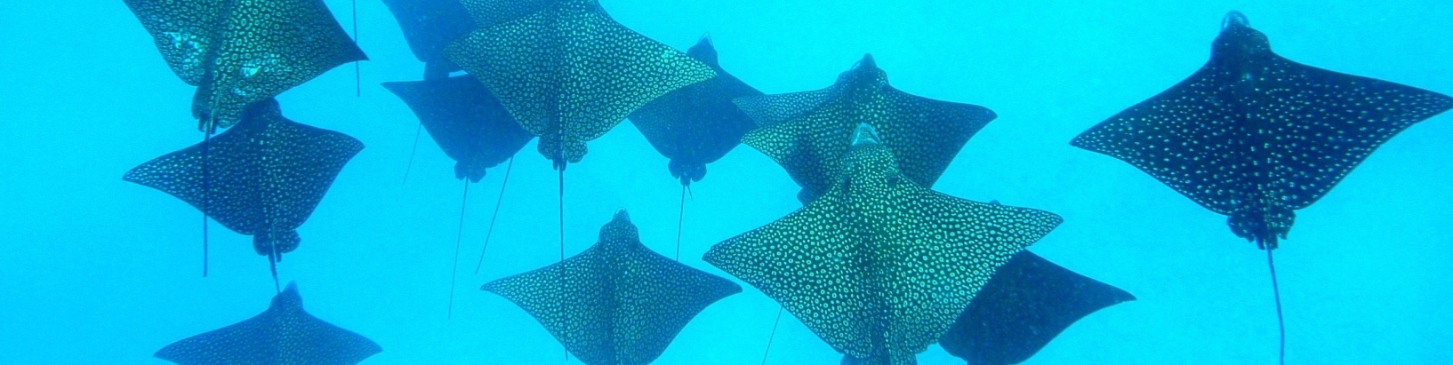 Bora Bora: pływanie z mantami - atrakacje na Polinezji Francuskiej