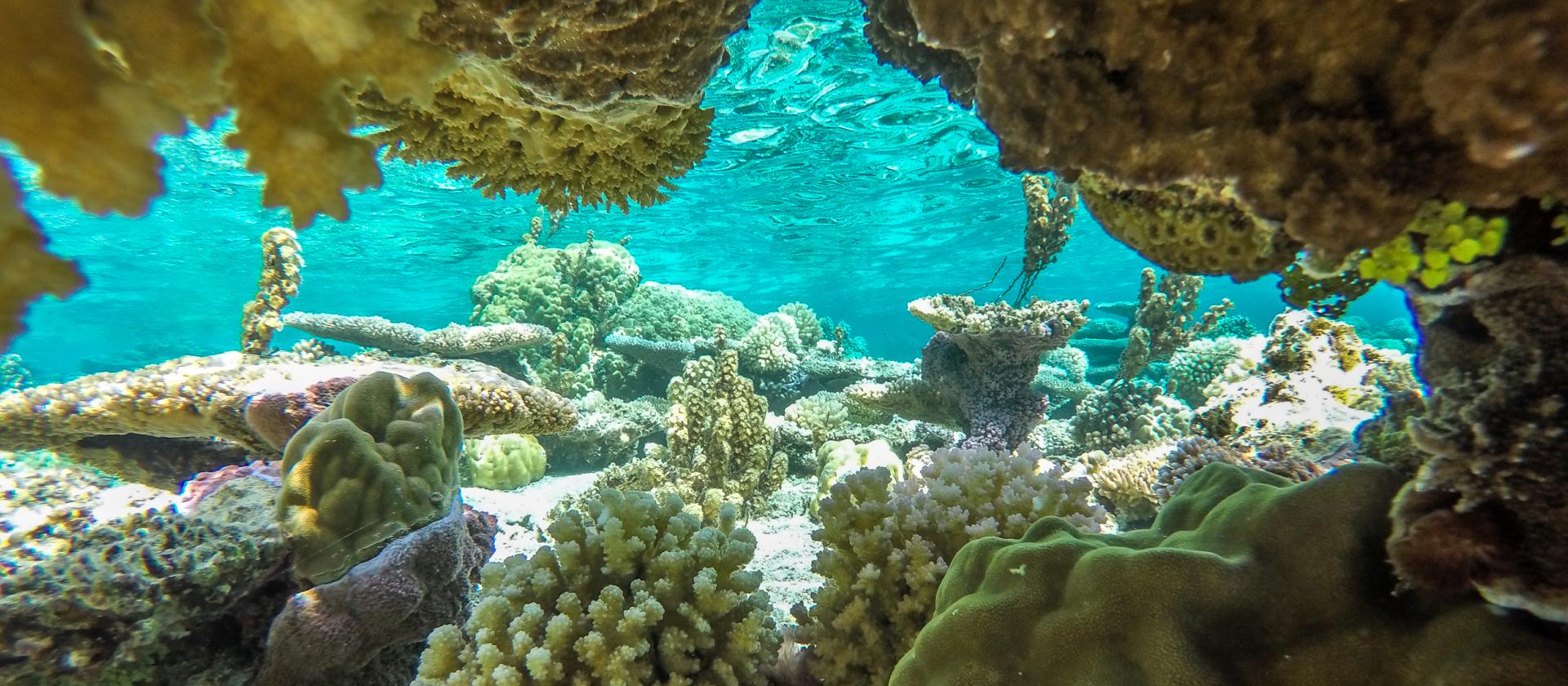 Snorkeling na Bora Bora