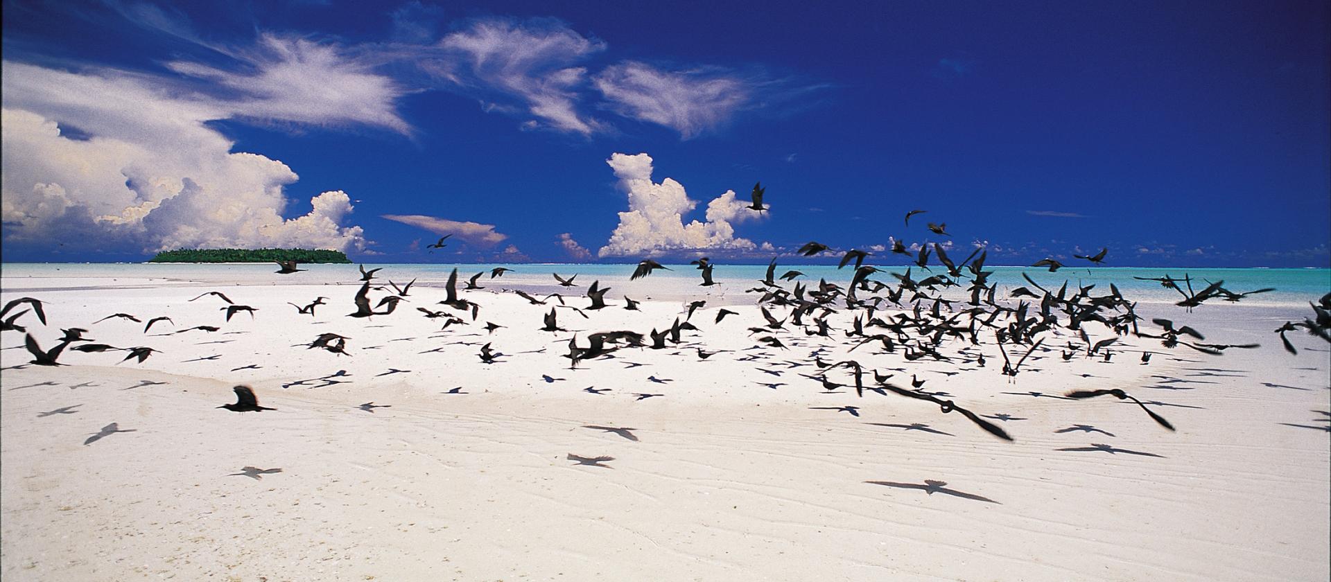 Fregaty na wyspie Tetiaroa