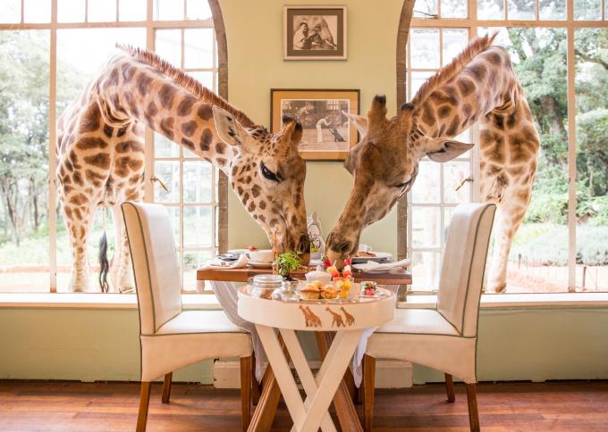 Giraffe Manor