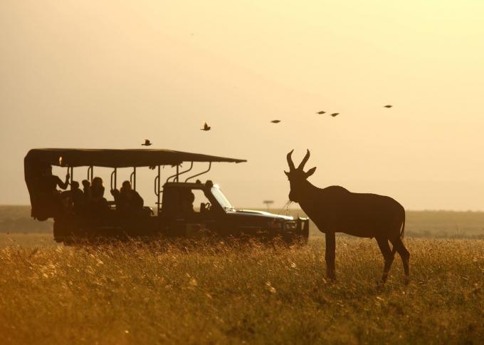 Jak zaplanować safari?